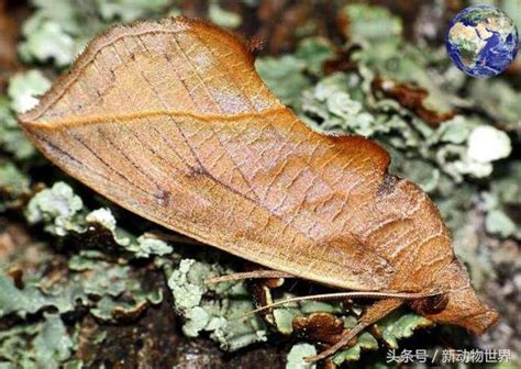 飛蛾撲火原因|飛蛾為什麼會撲火？